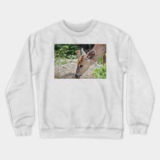 Wild black-tailed deer Crewneck Sweatshirt